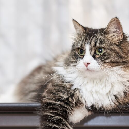 何かを見つめる猫
