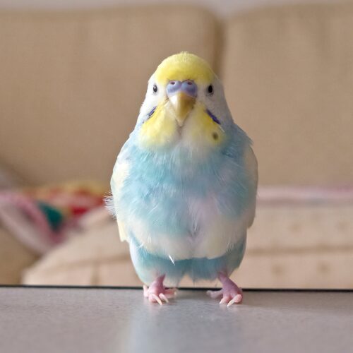 インコ