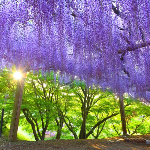 藤の花