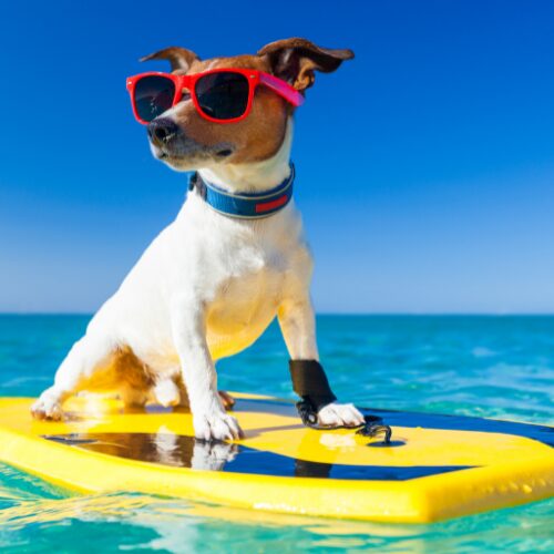 サーフ犬