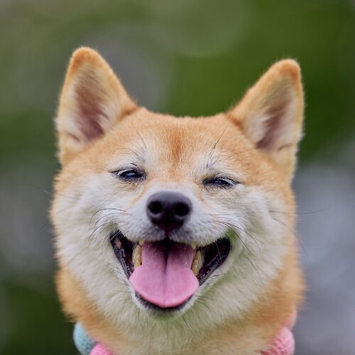 笑う柴犬