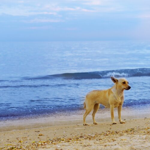 海の犬