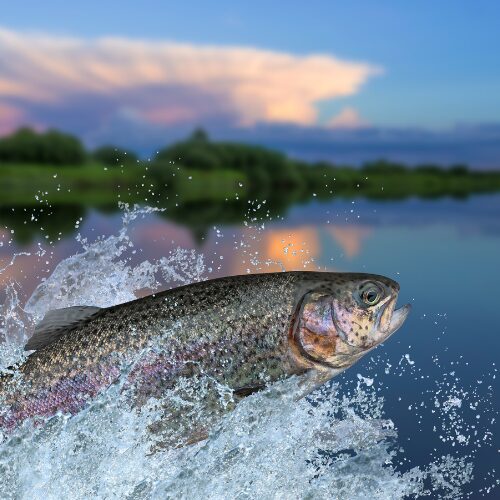 跳ねる魚