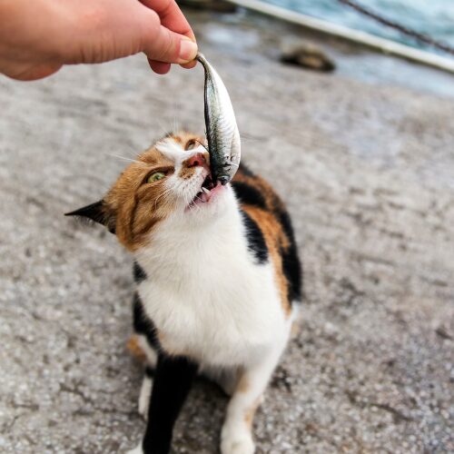お魚くわえた猫