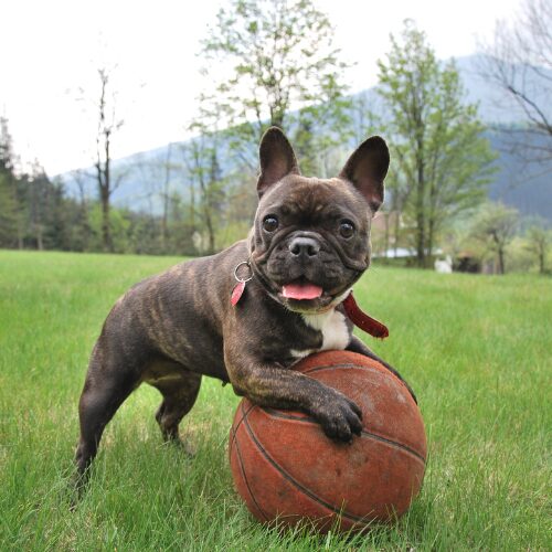 ボールで遊ぶ犬