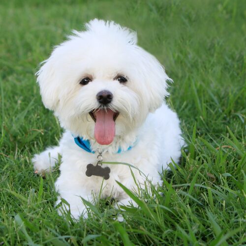 芝生の犬