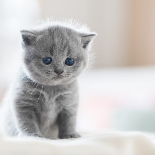 子猫